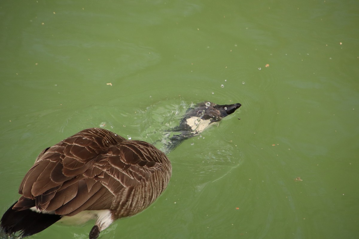 Canada Goose - ML448990691