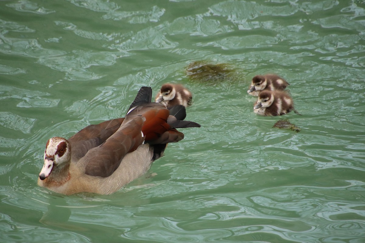 Egyptian Goose - ML448990981