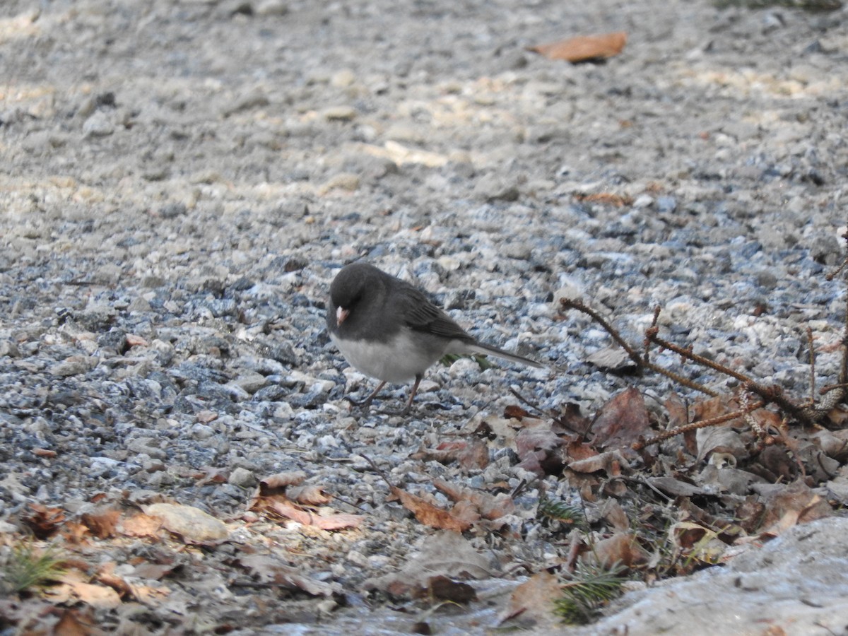 Dark-eyed Junco - Marion Gauthier COHL