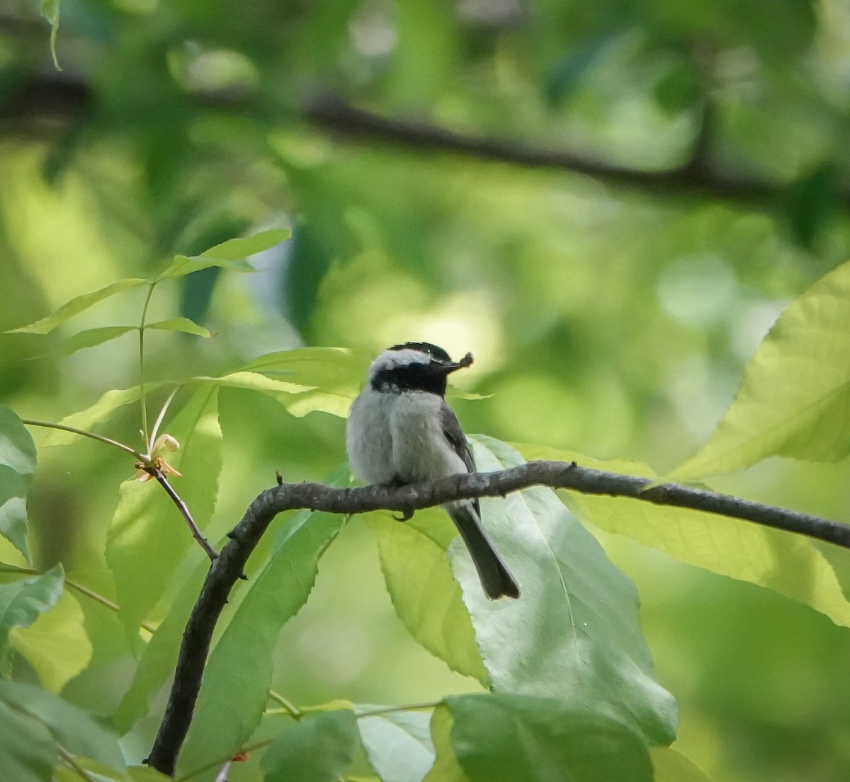 Mésange de Caroline - ML448991691