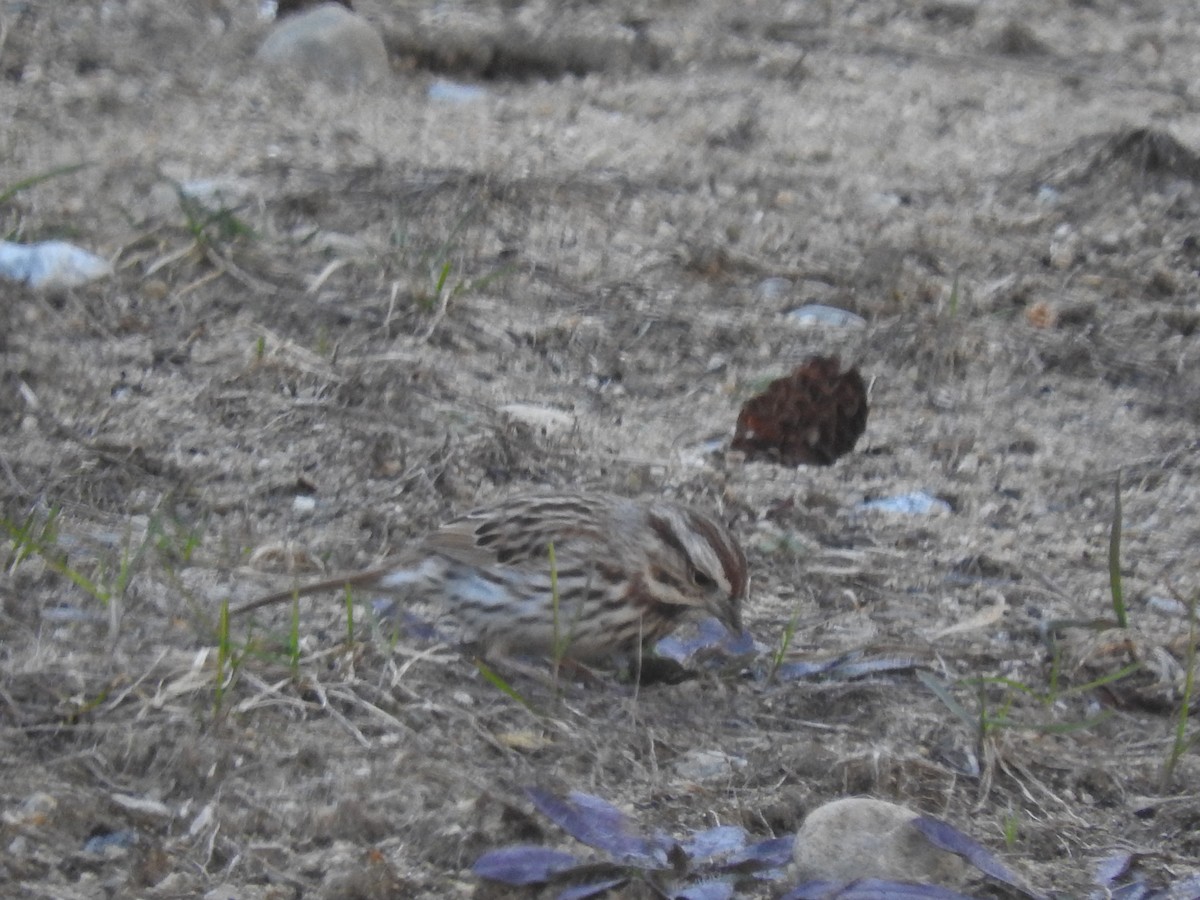 Song Sparrow - ML448991701