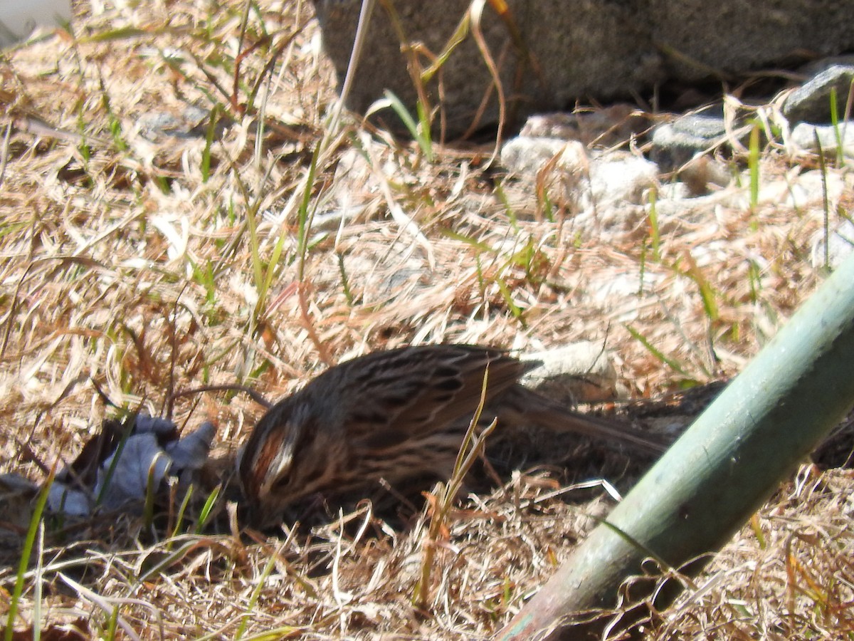Song Sparrow - ML448991711