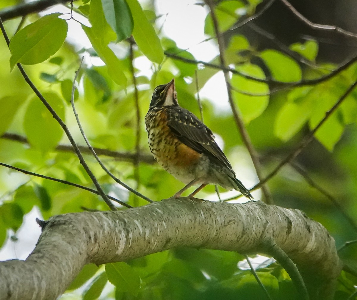 American Robin - ML448991831