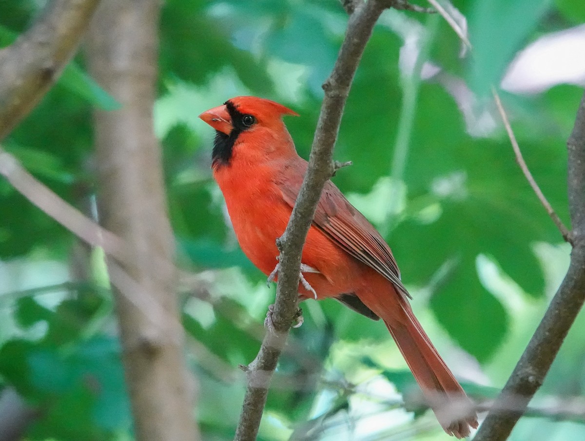 Cardinal rouge - ML448991911