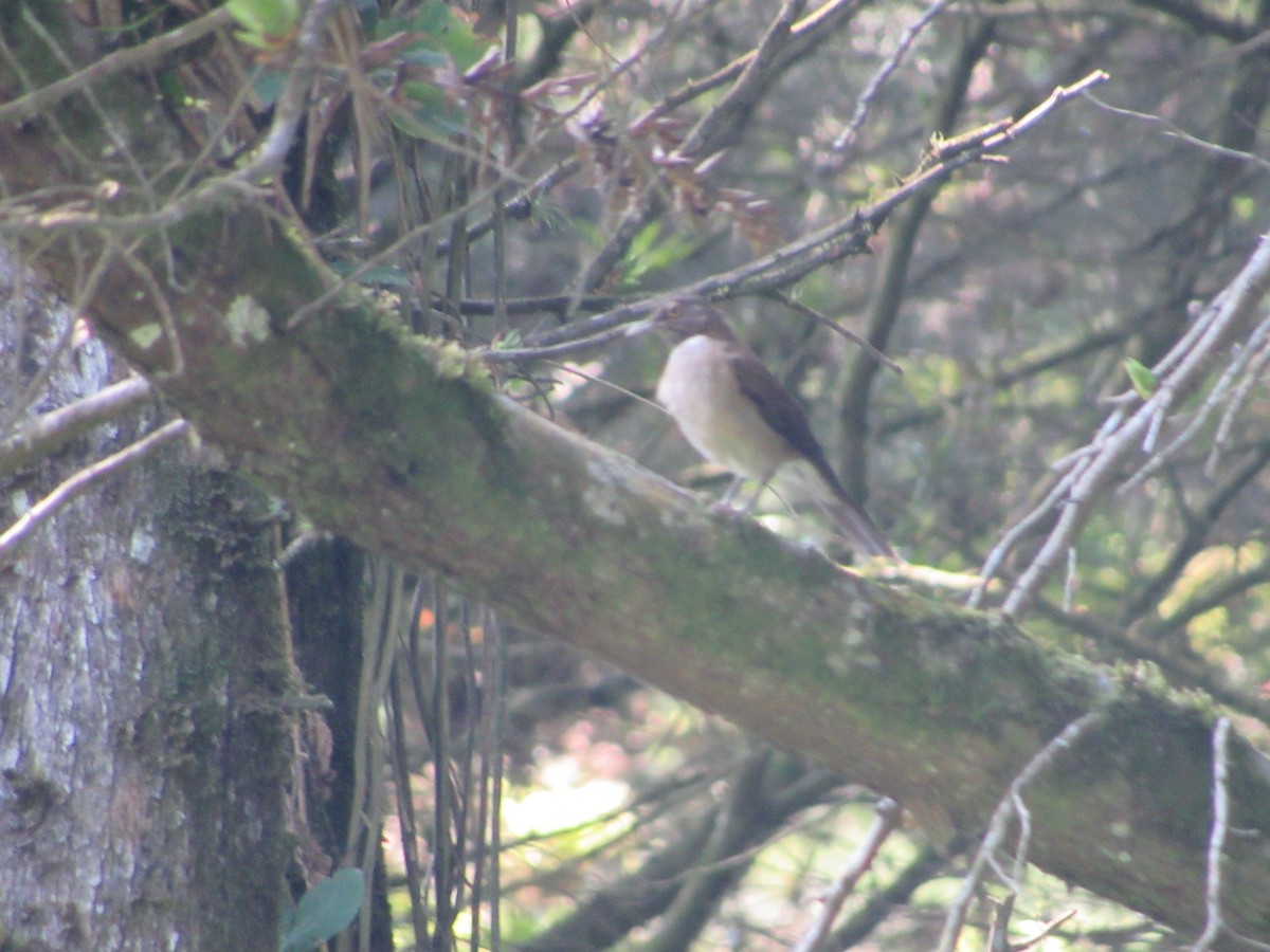 White-throated Thrush - ML448992351