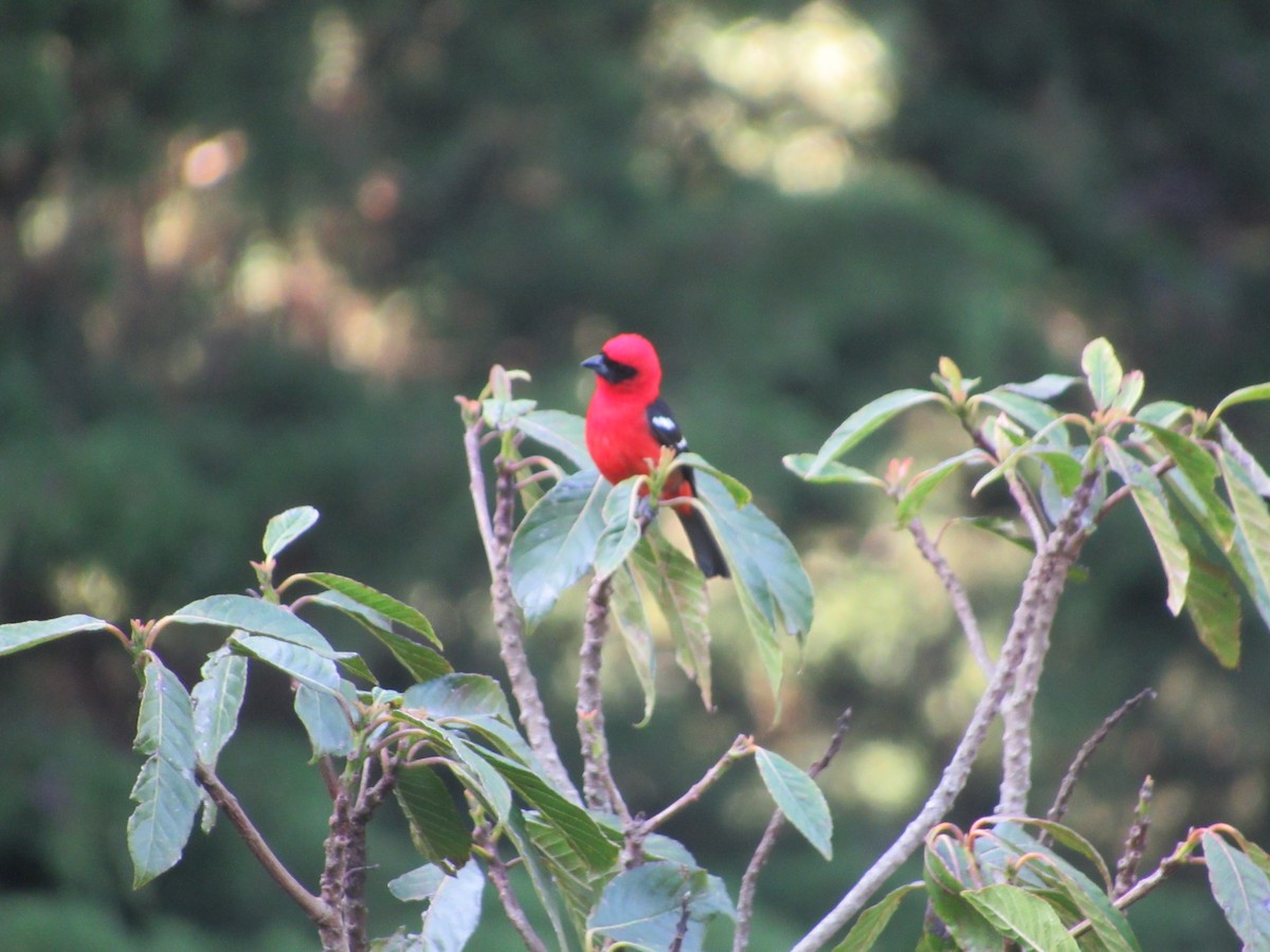 White-winged Tanager - ML448993391