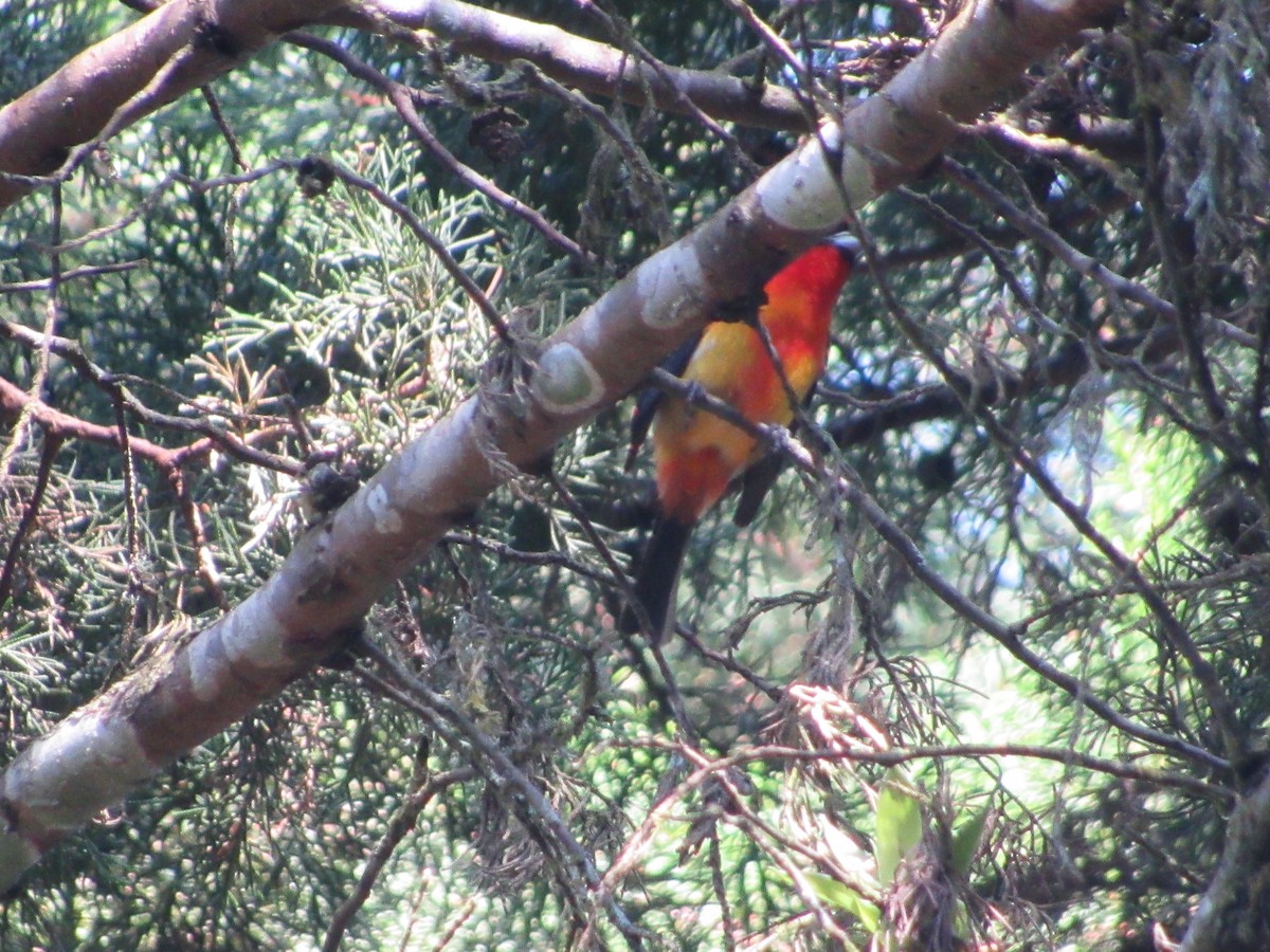 White-winged Tanager - ML448994161