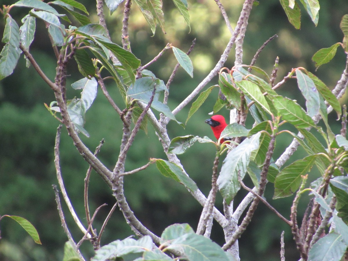 White-winged Tanager - ML448994341