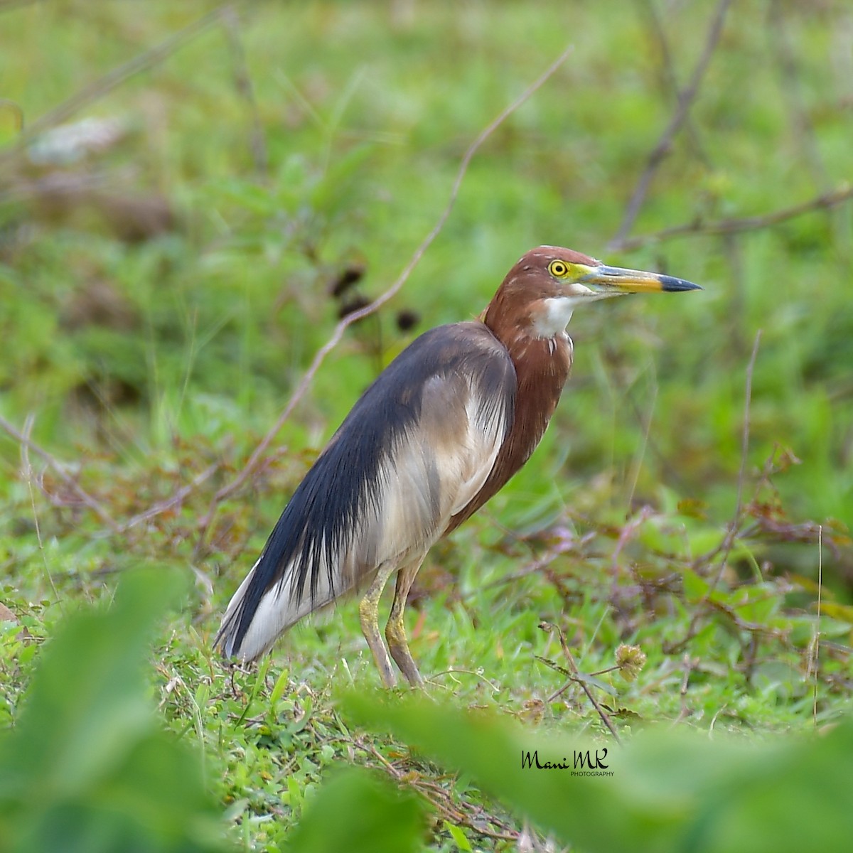 Chinese Pond-Heron - Mani MK