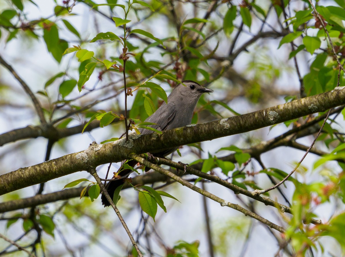 Gray Catbird - ML448994521