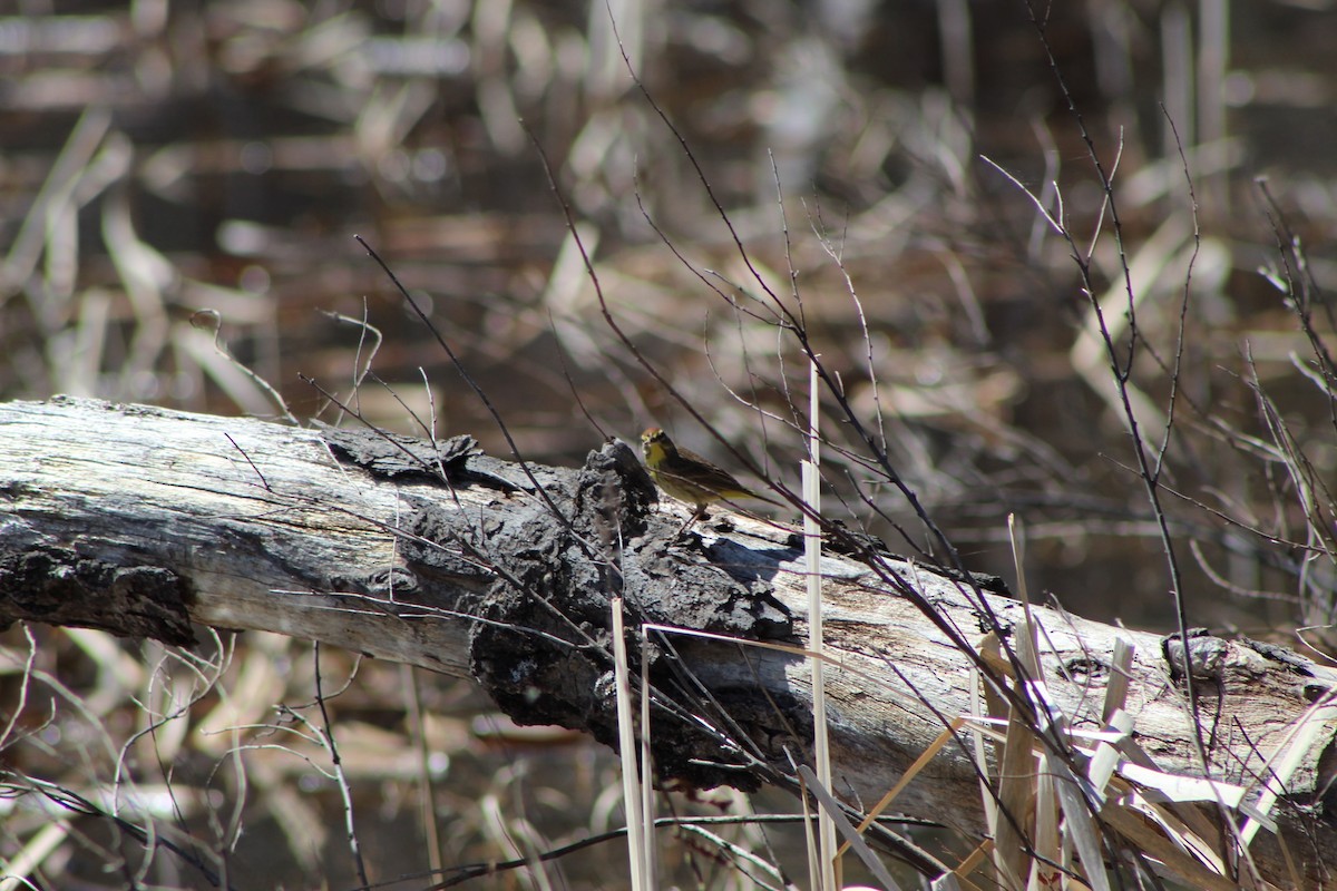 Palm Warbler - ML448994661