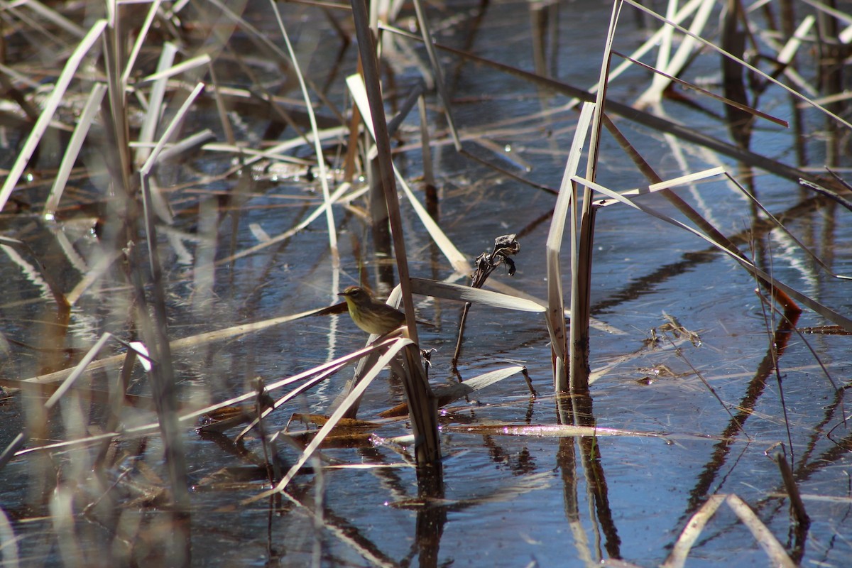 Palm Warbler - ML448994671