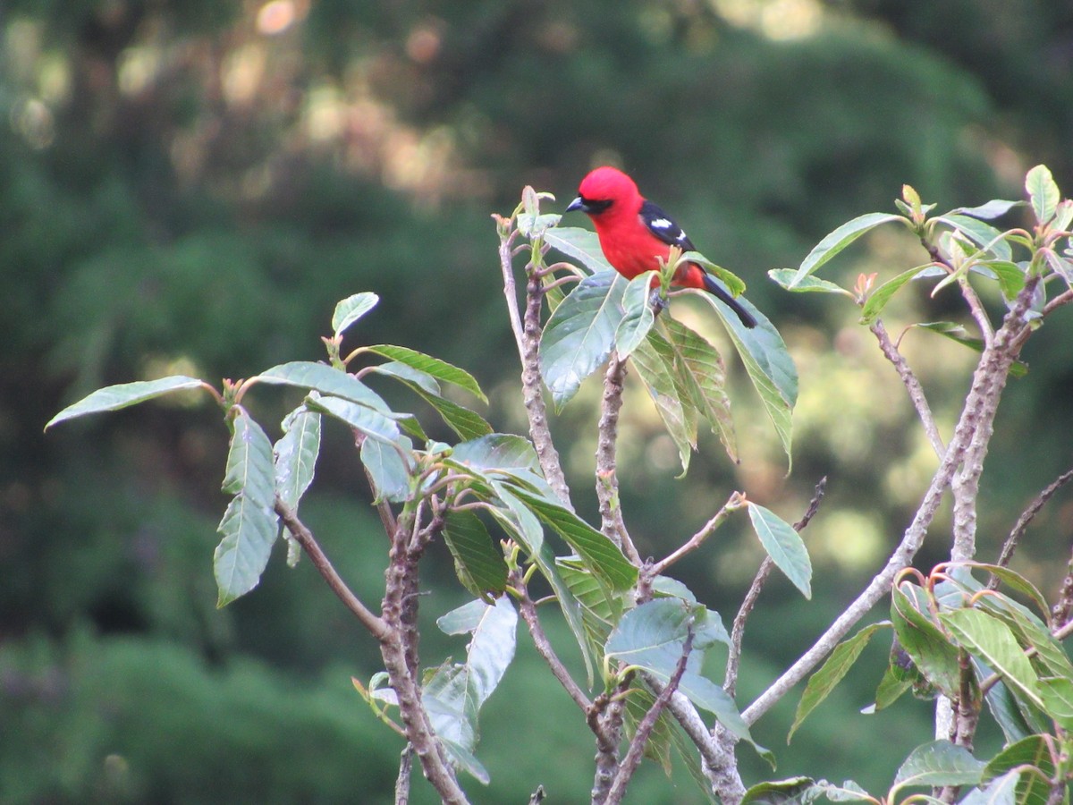 White-winged Tanager - ML448994731