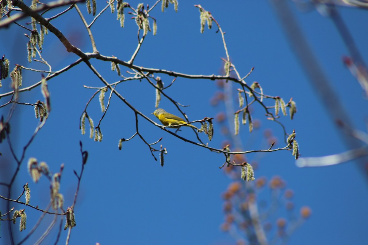 Nashville Warbler - ML448994801