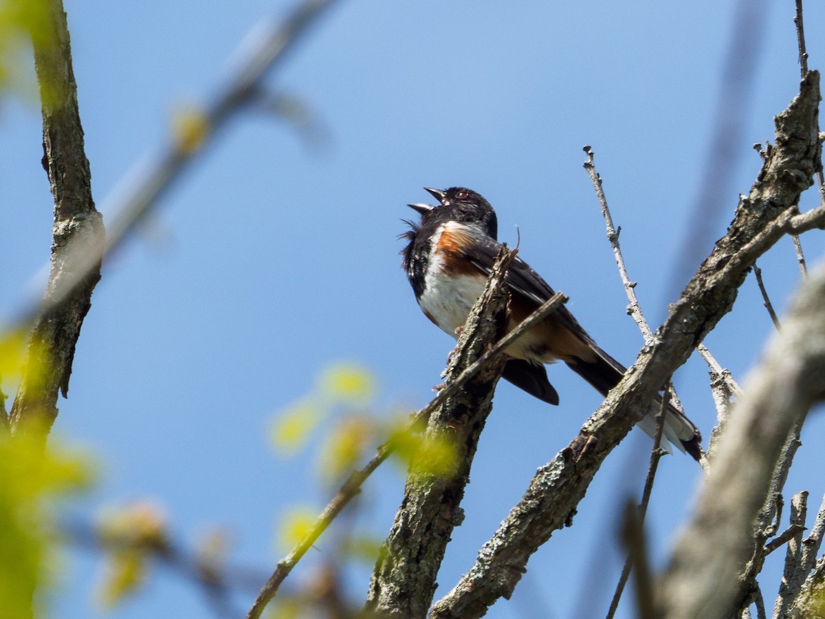 Eastern Towhee - ML448994901