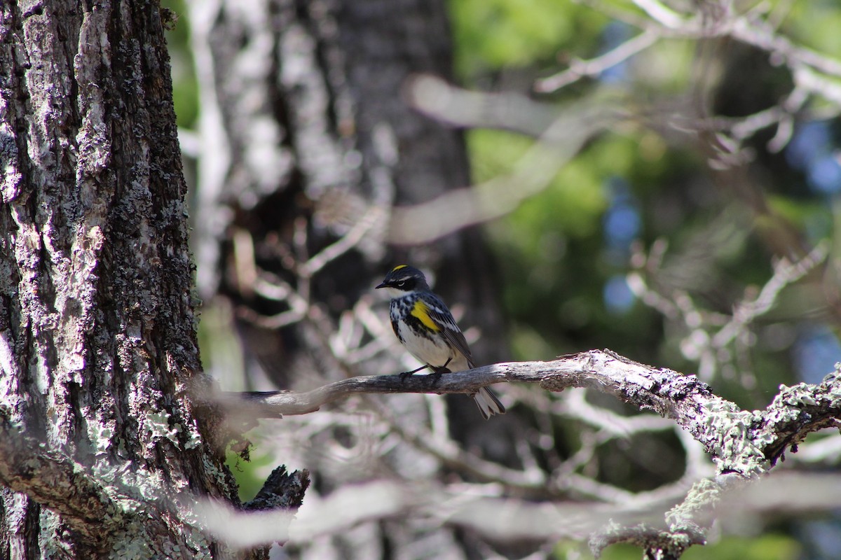 Yellow-rumped Warbler - ML448994981