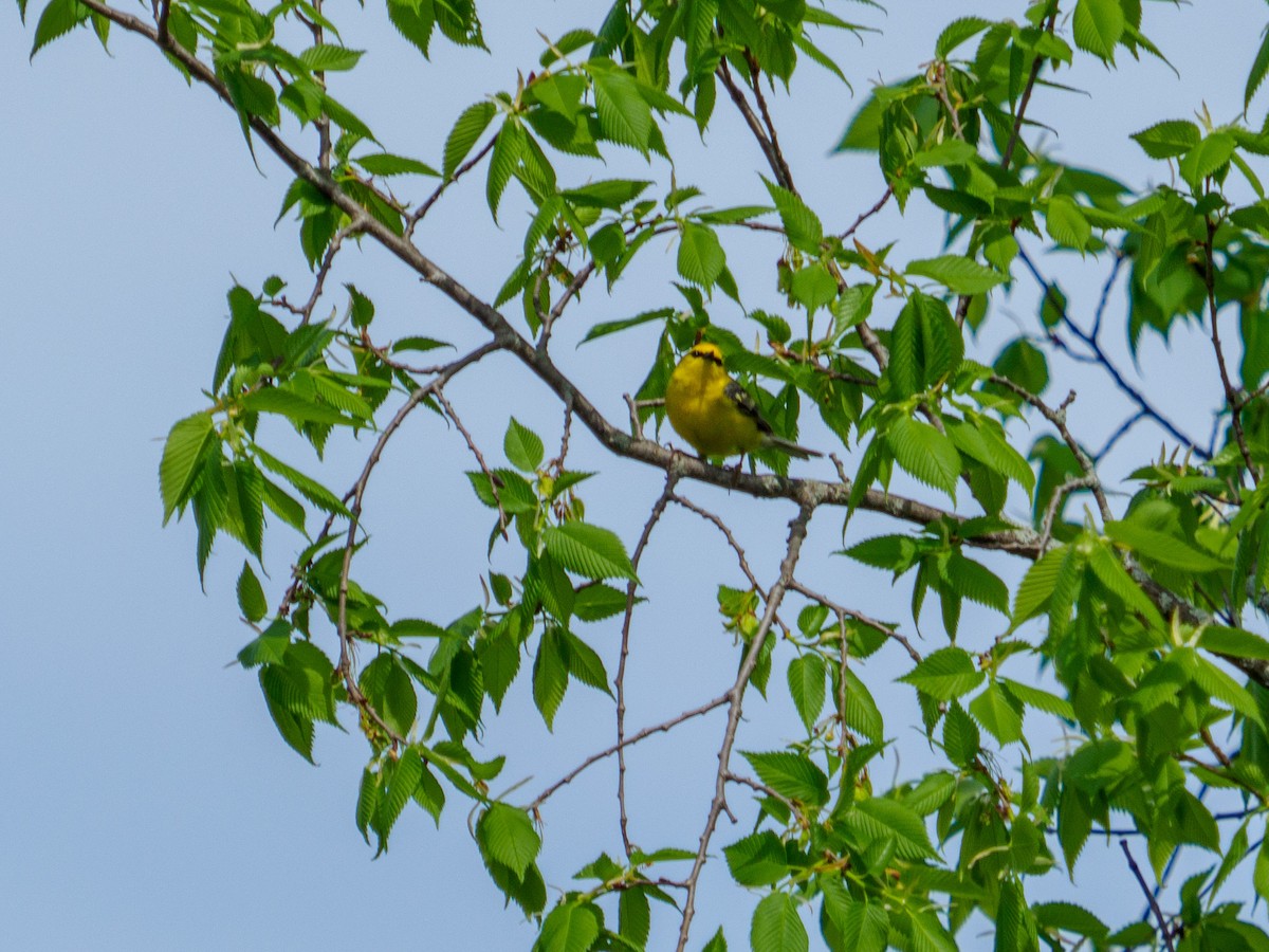Blue-winged Warbler - ML448994991