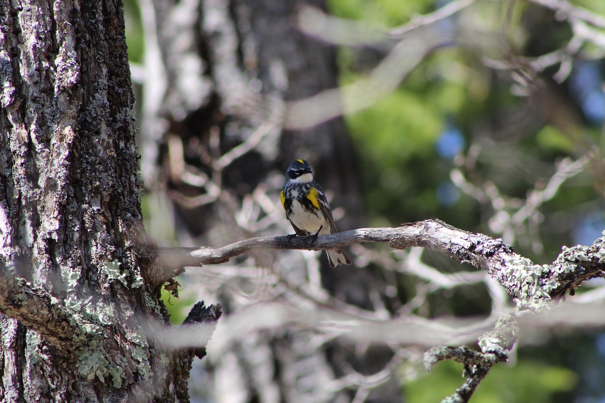 Yellow-rumped Warbler - ML448995111