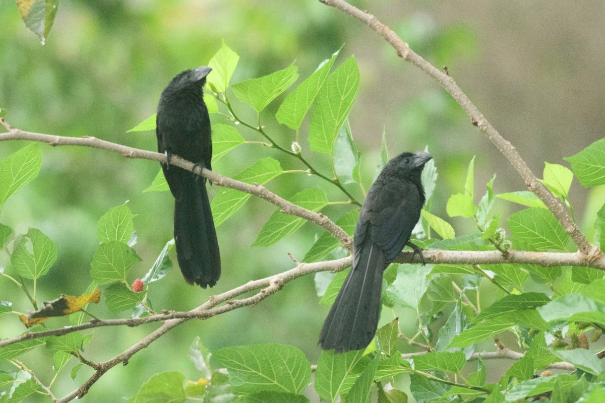 Groove-billed Ani - ML448995321