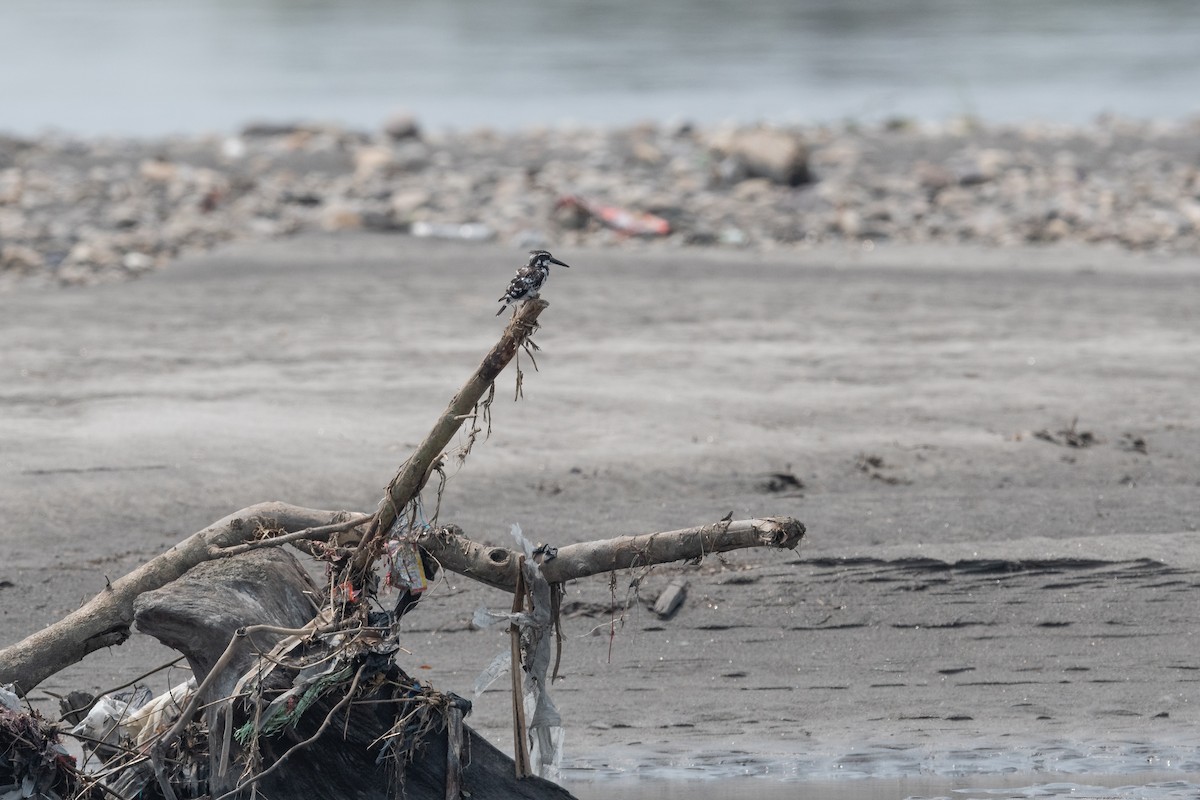 Pied Kingfisher - ML448995961