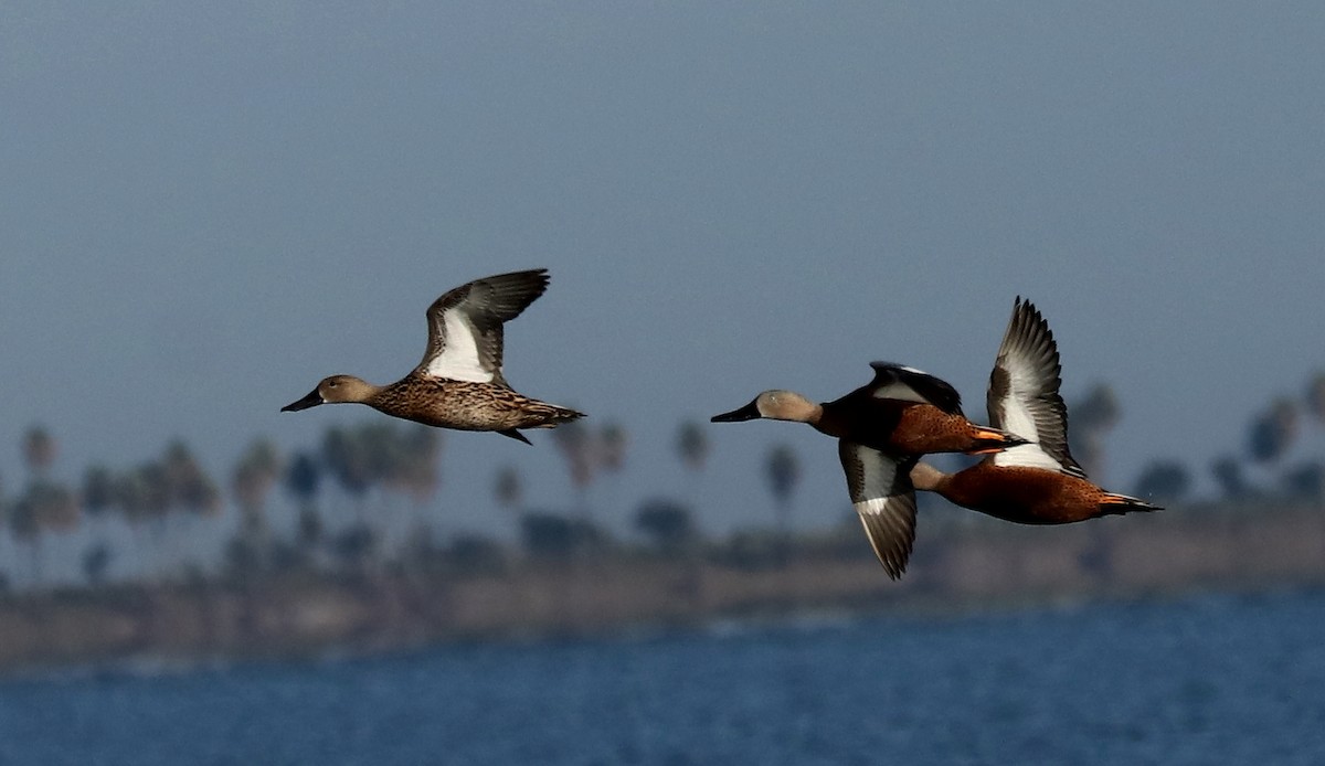 Red Shoveler - ML448998551