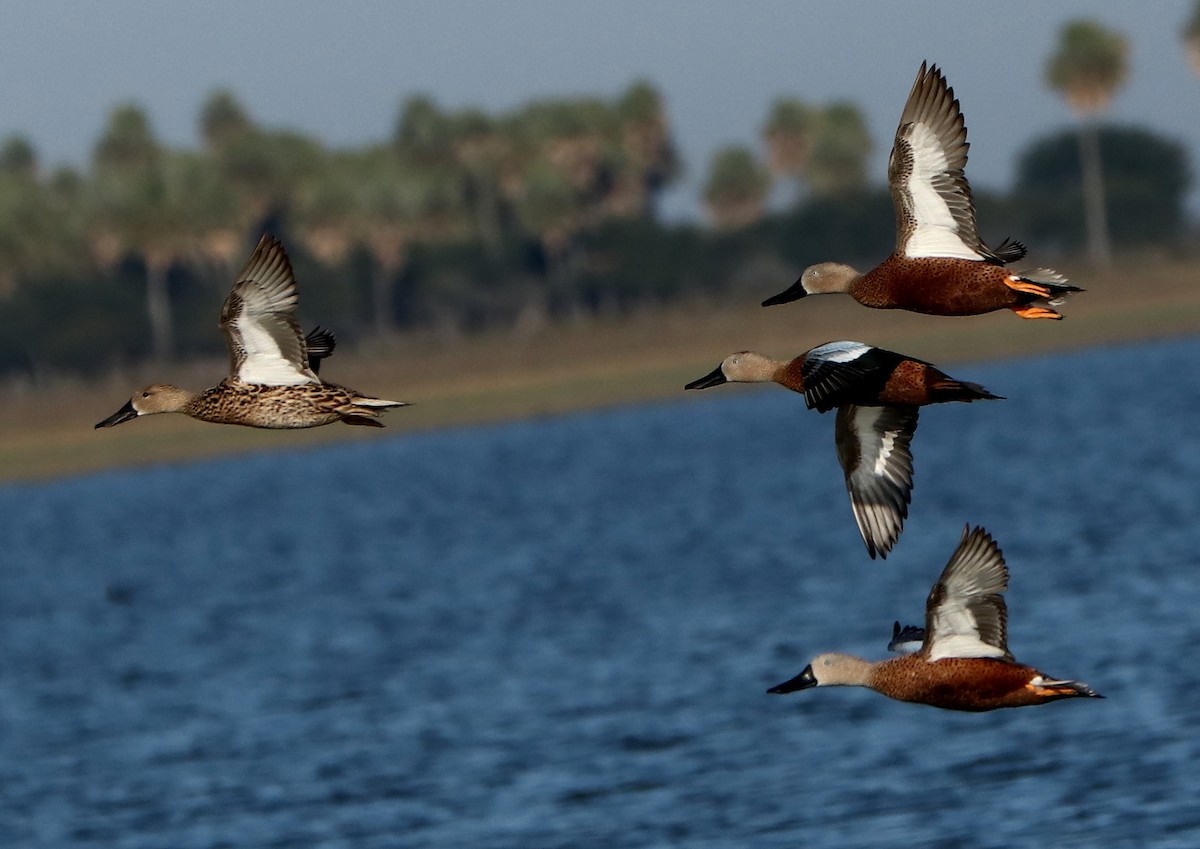 Red Shoveler - ML448998581