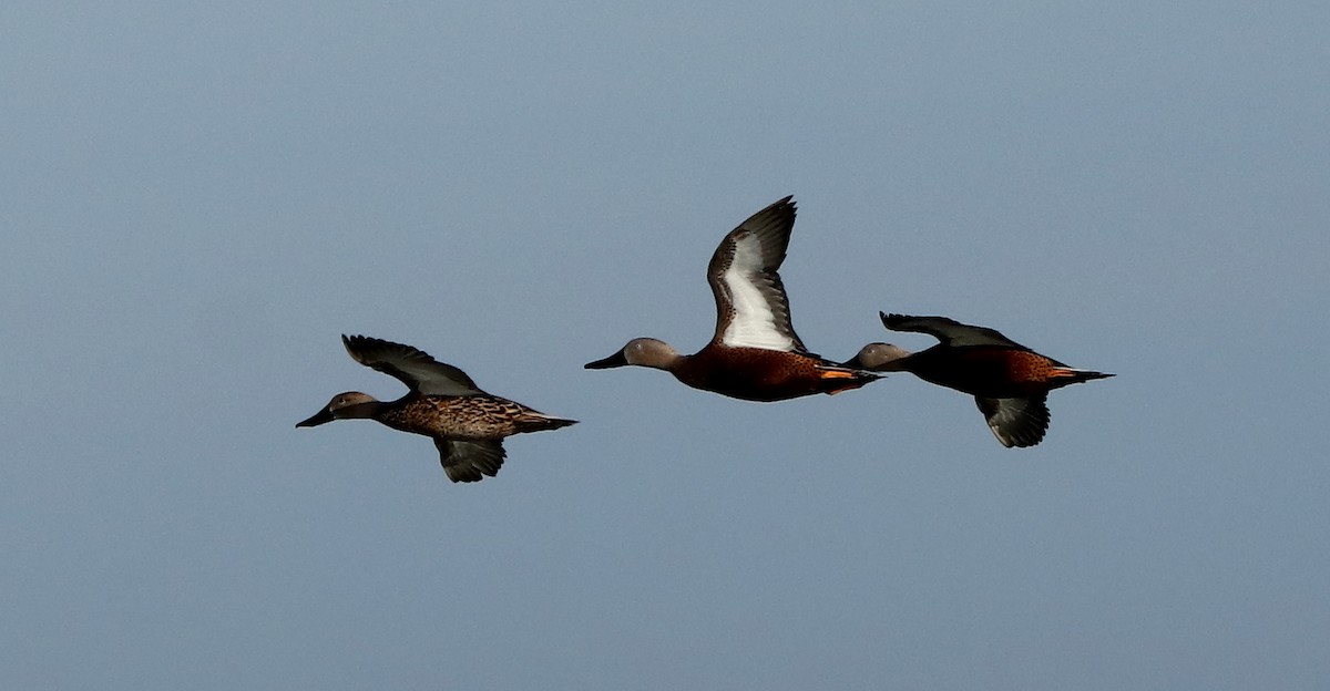 Red Shoveler - ML448998741