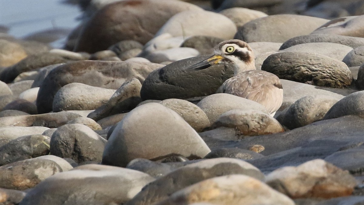 Great Thick-knee - ML448999181