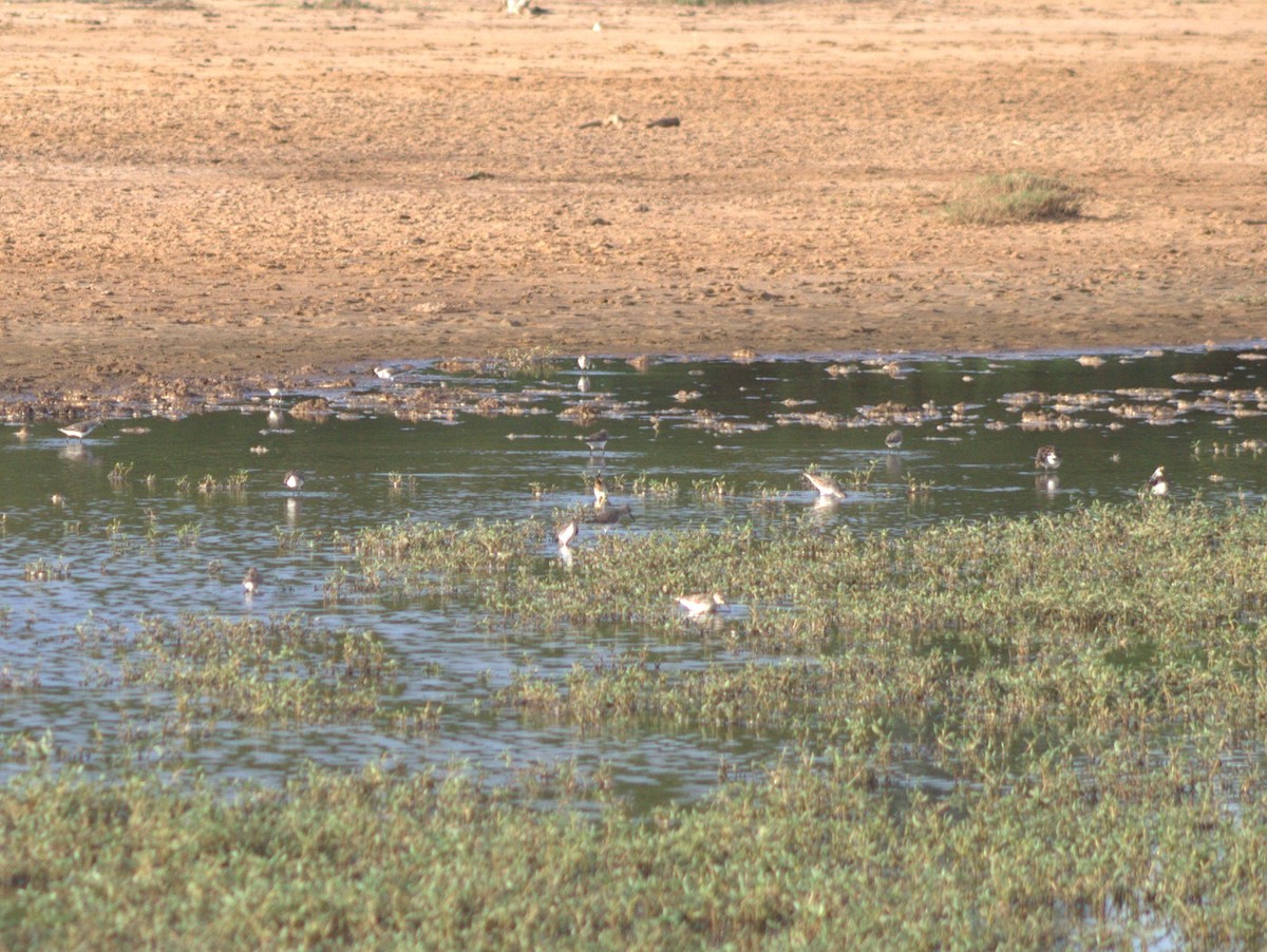 White-rumped Sandpiper - Lermith Torres