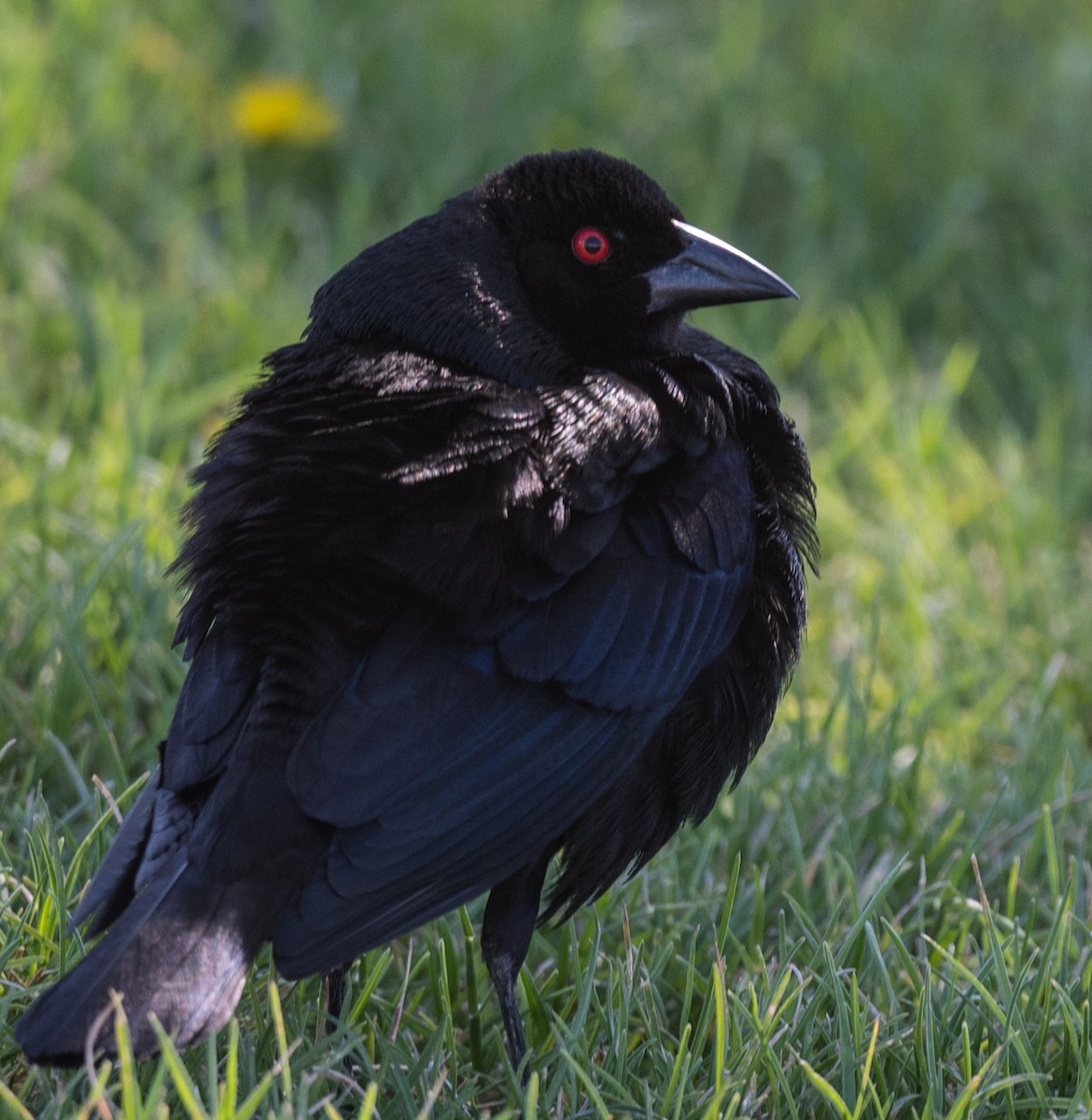 Bronzed Cowbird - Lee Bush