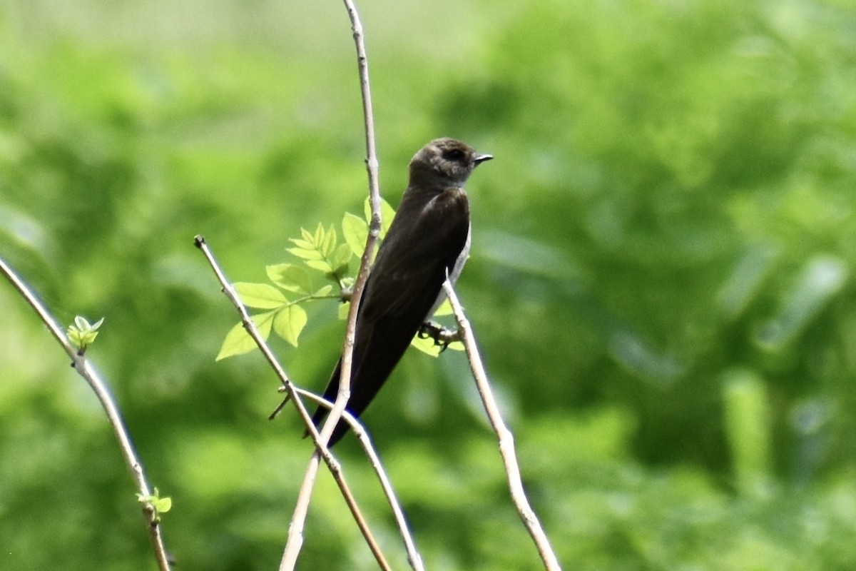 Northern Rough-winged Swallow - Patti Anderson