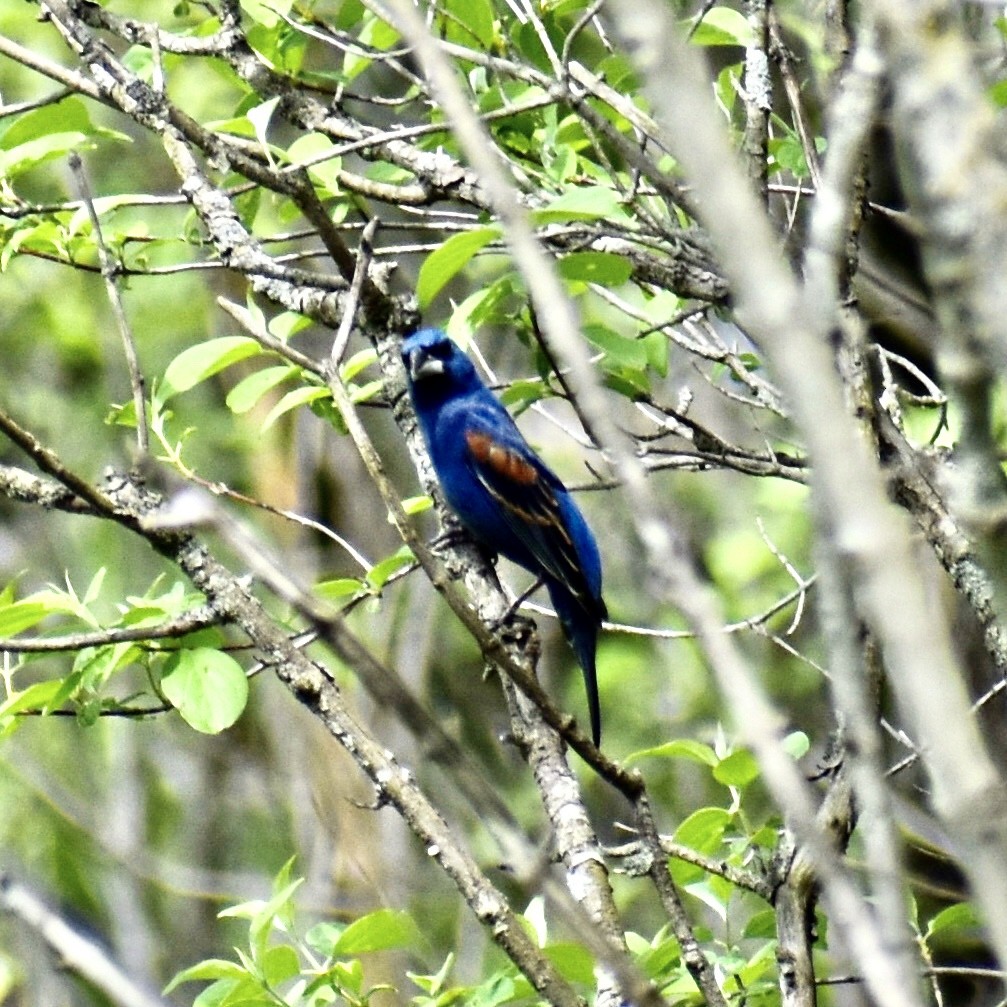 Blue Grosbeak - Patti Anderson