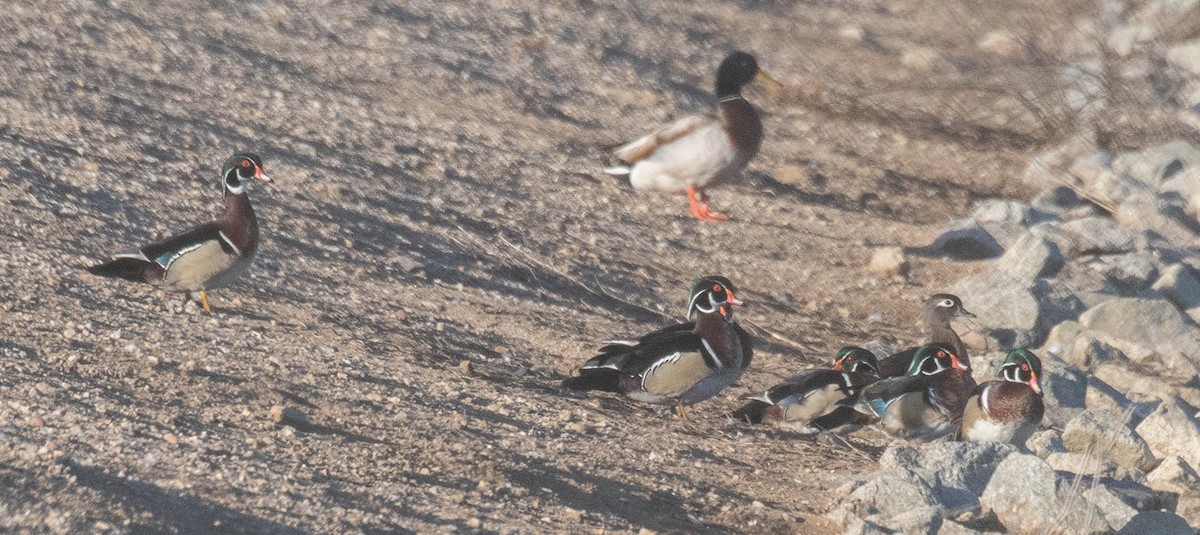 Wood Duck - Kathleen Kent