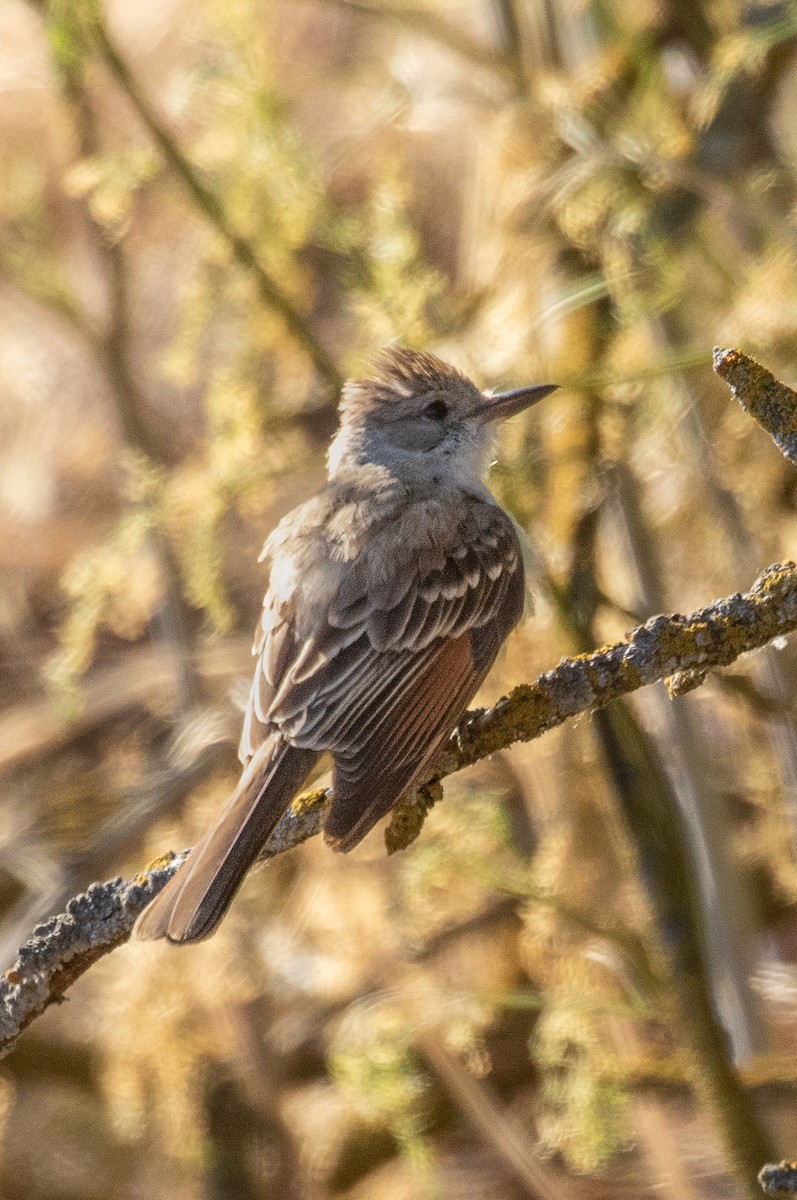 Ash-throated Flycatcher - ML449002071