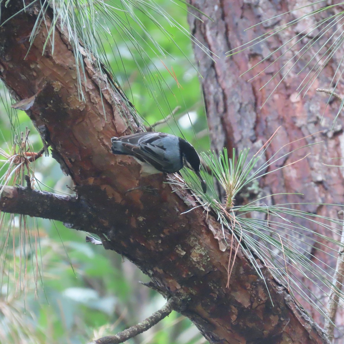 White-breasted Nuthatch - ML449002901