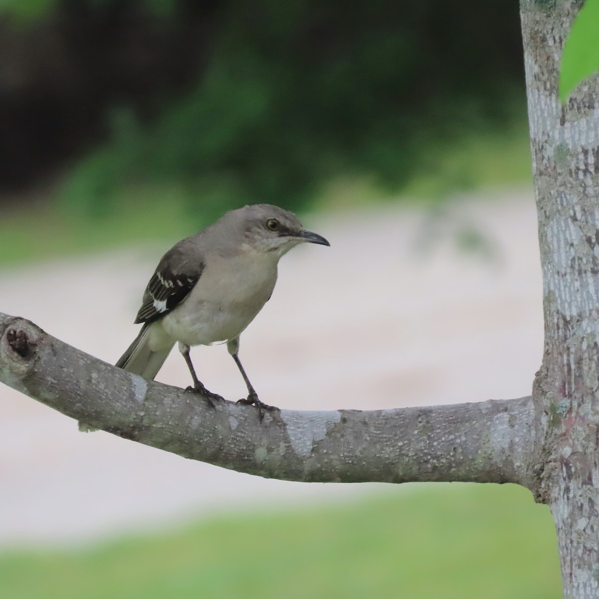 Northern Mockingbird - ML449003021