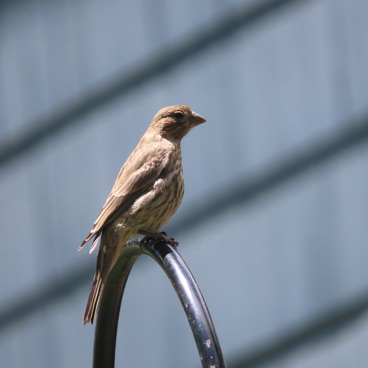 House Finch - ML449003051