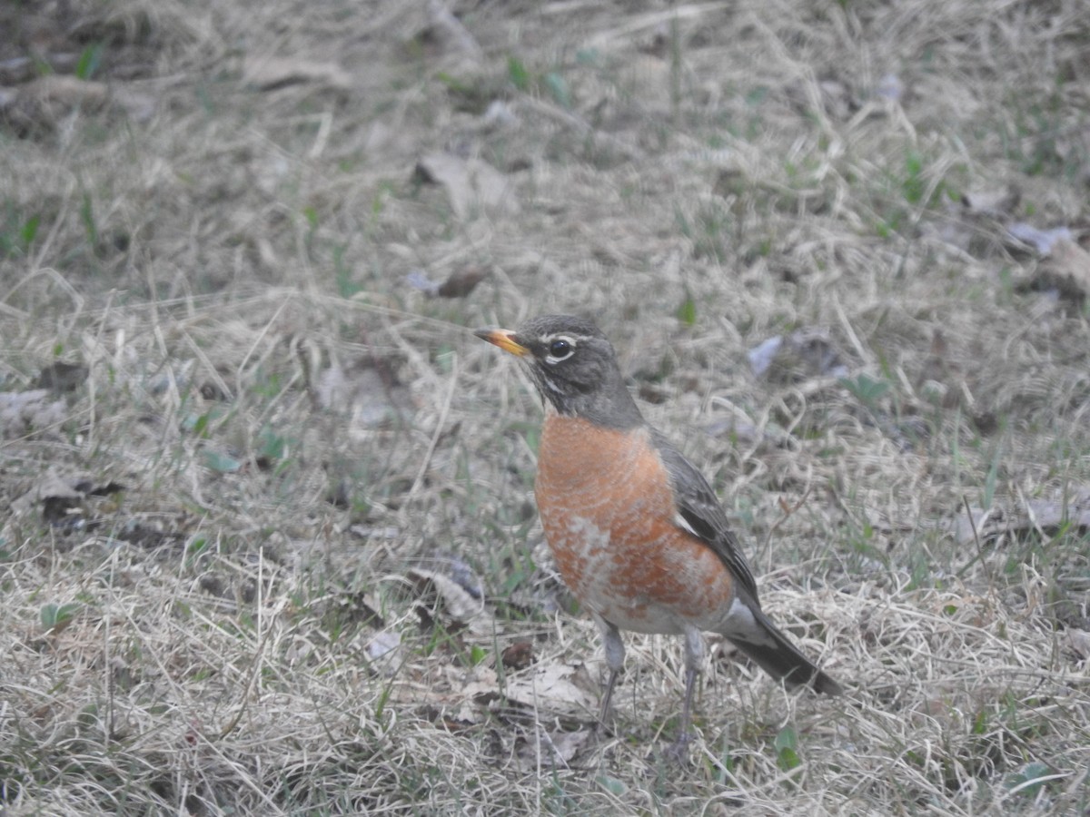 Дрізд мандрівний - ML449005341