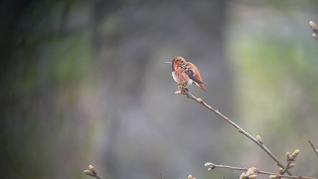 Rufous Hummingbird - ML449005921