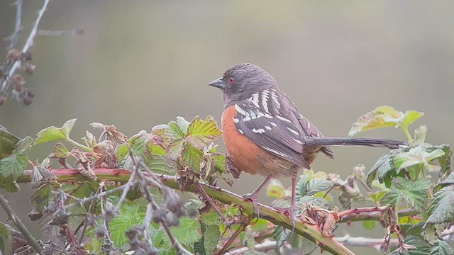 Spotted Towhee - ML449005931
