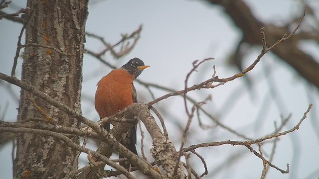 American Robin - ML449005941