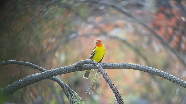 Piranga à tête rouge - ML449006041