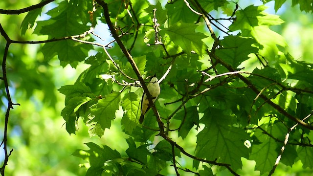 European Pied Flycatcher - ML449009371