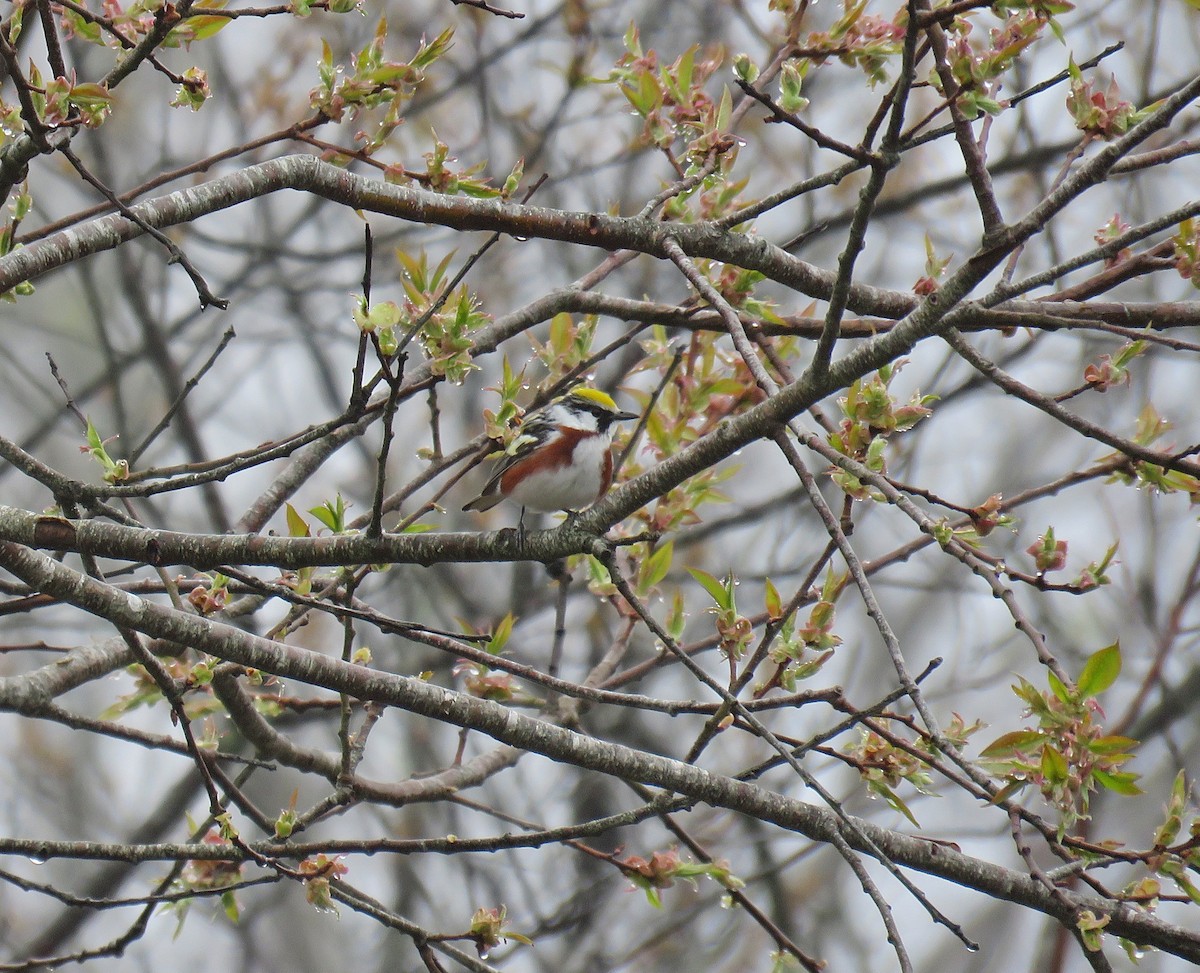 Chestnut-sided Warbler - ML449009671