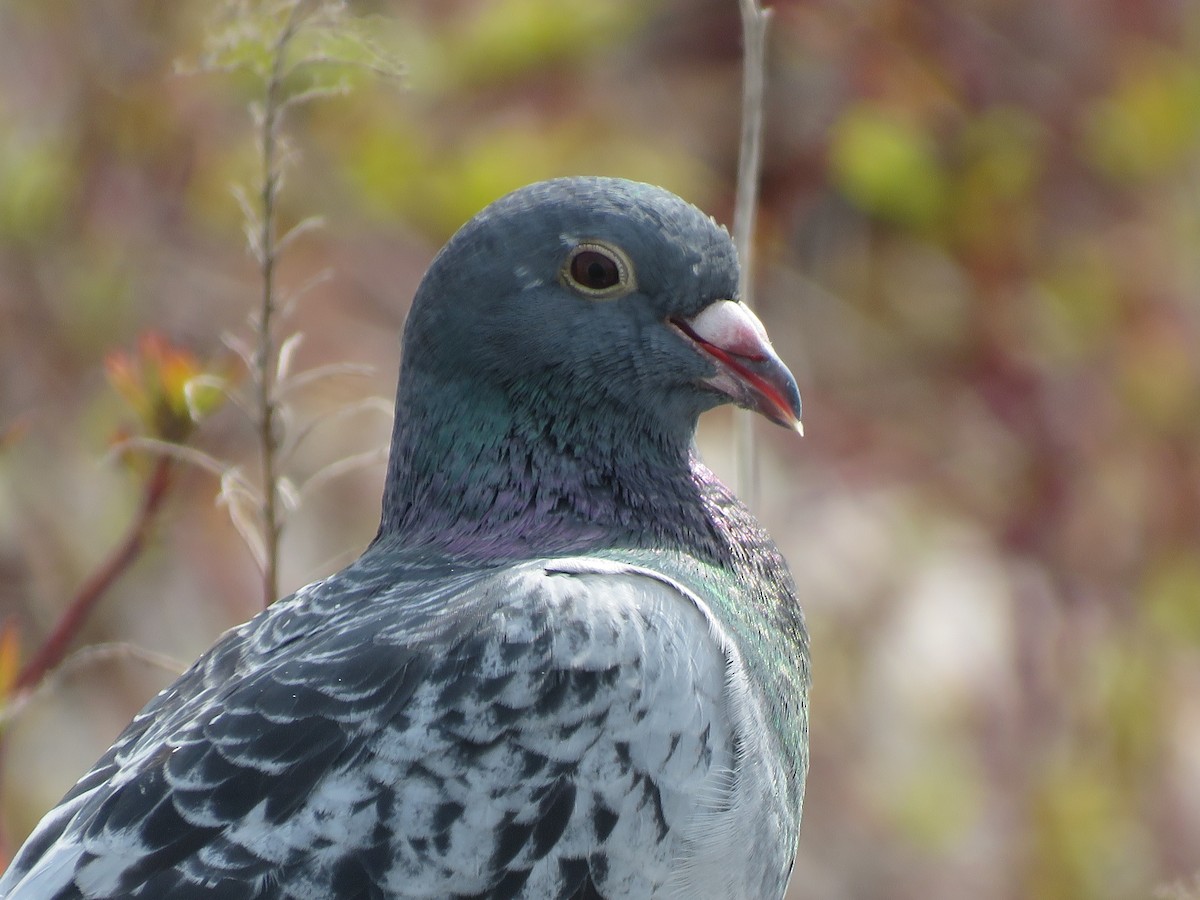 Pigeon biset (forme domestique) - ML449010121