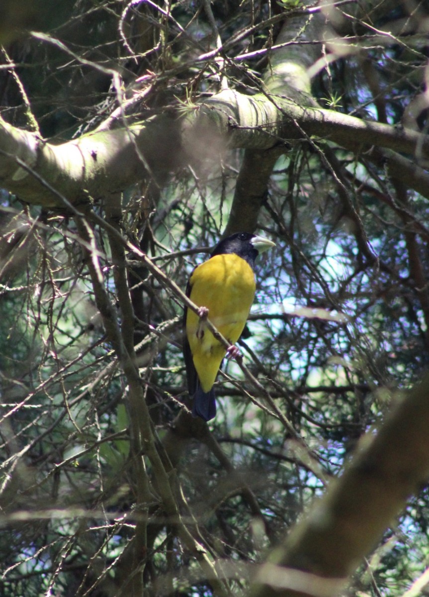Hooded Grosbeak - ML449010411
