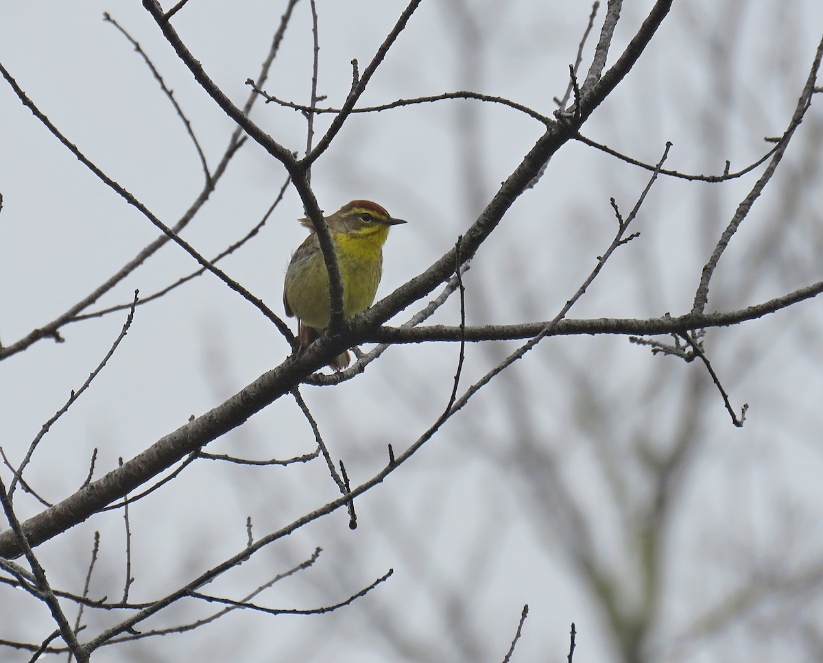 Palm Warbler (Yellow) - ML449011471