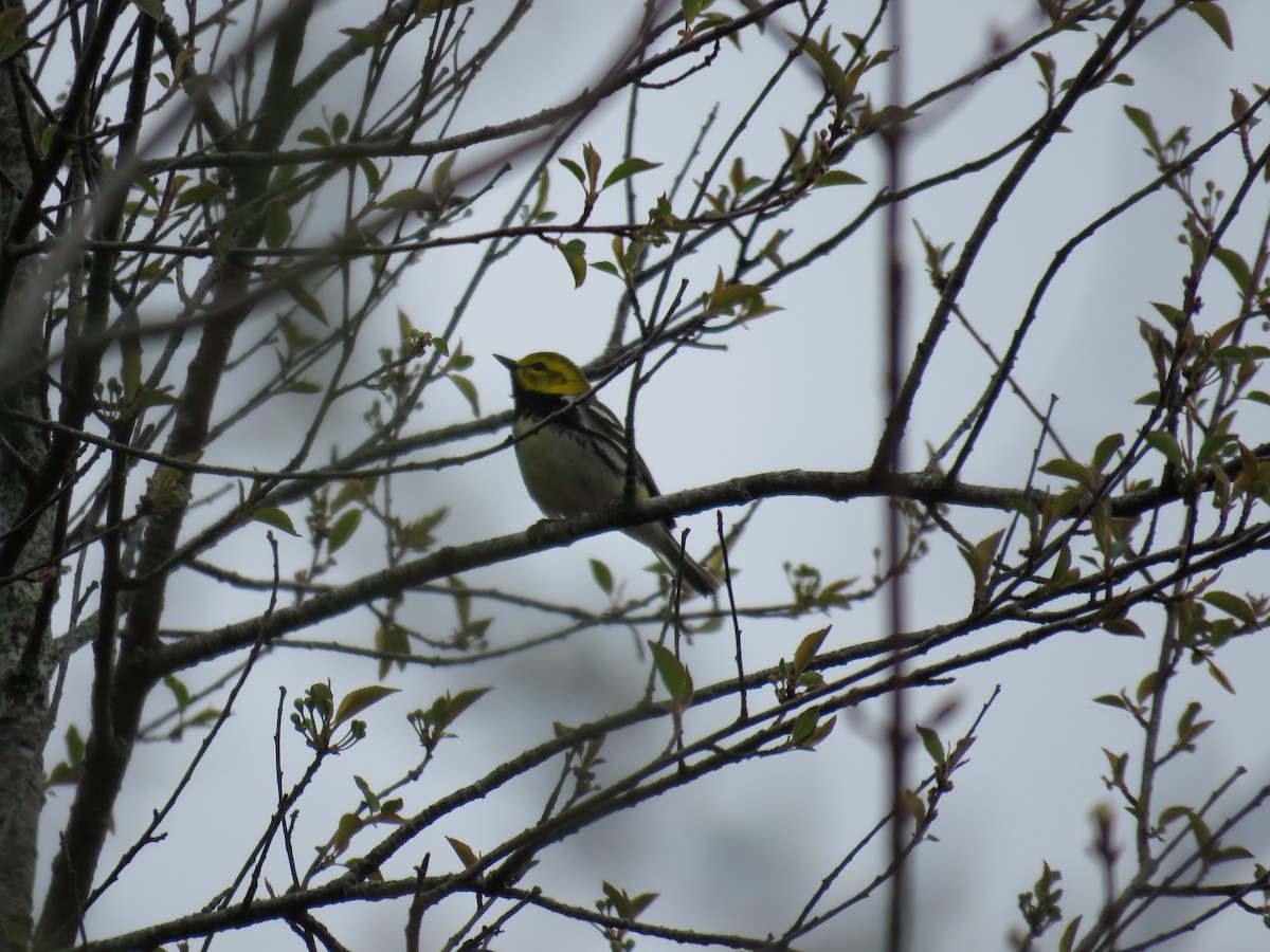 Black-throated Green Warbler - ML449013391