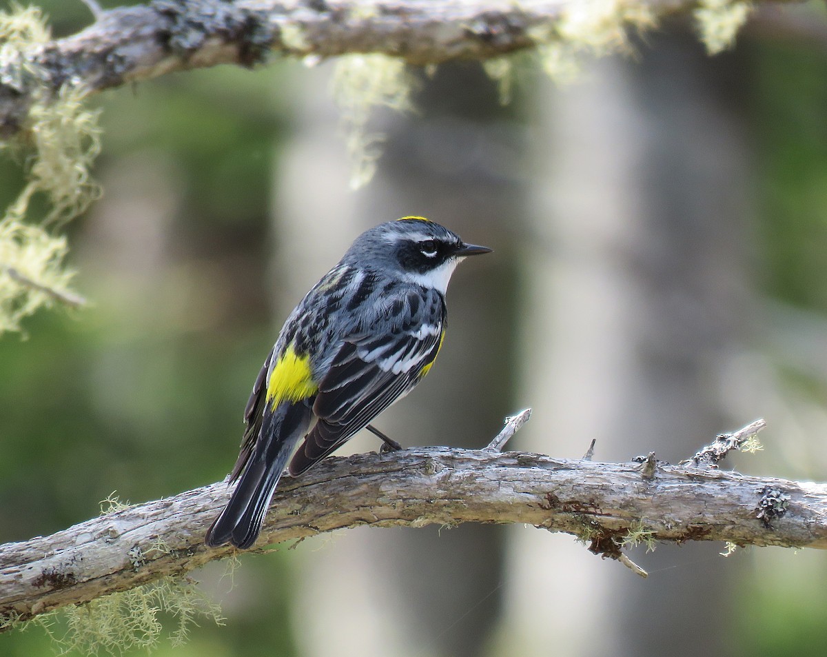 Yellow-rumped Warbler - ML449015741