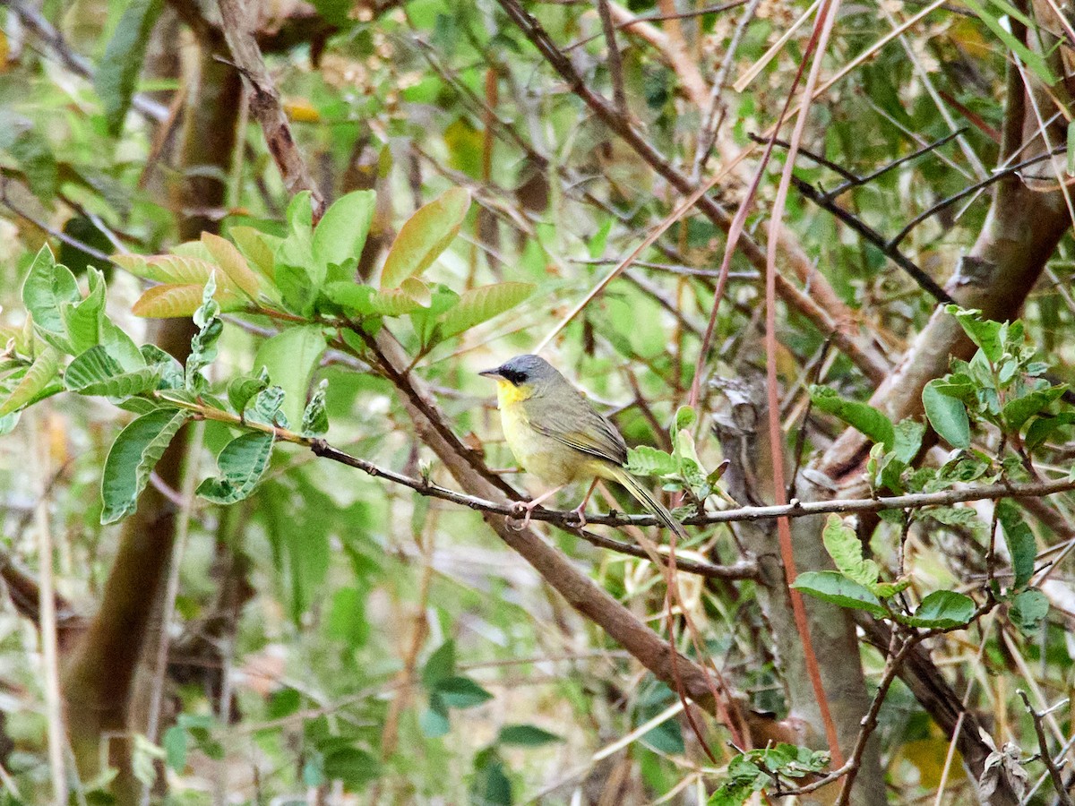Gray-crowned Yellowthroat - ML449016991
